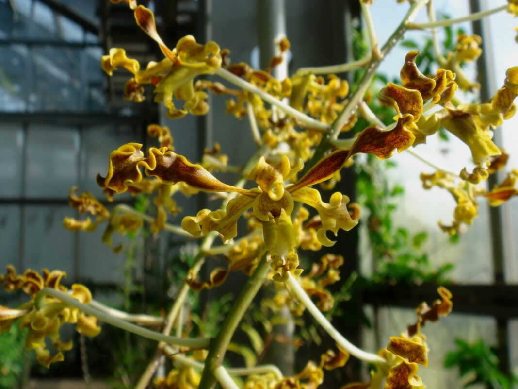 Orhideea de mangrove, o orhidee cu flori maro