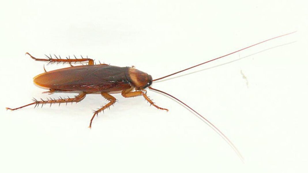 Cum scăpăm de gândacii de bucătărie