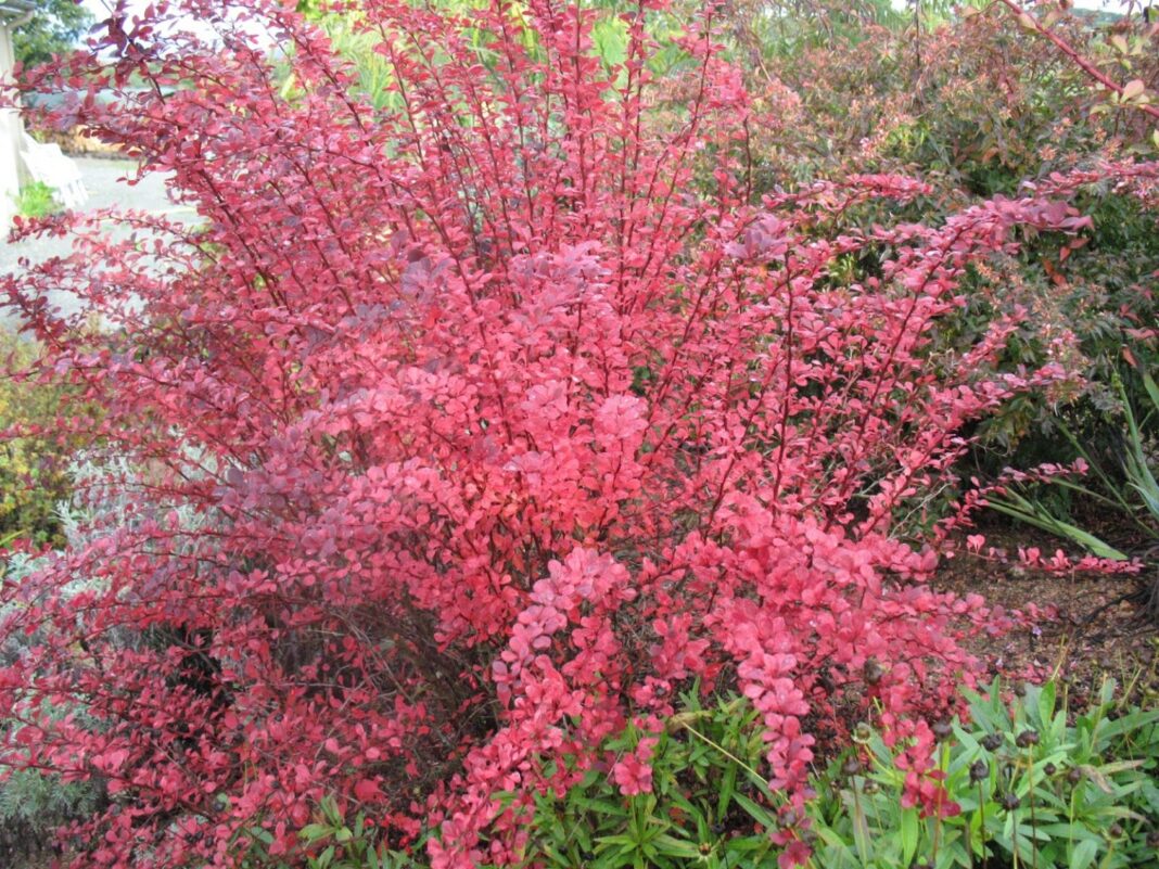 Dracila, o plantă pentru grădini mici