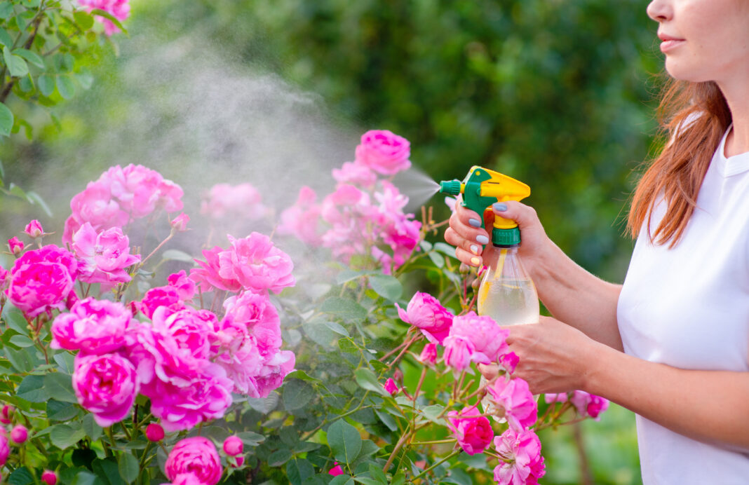 Când se udă trandafirii în august: Regula de aur pentru a avea flori parfumate