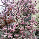 Magnolie înflorită în curtea unei case pe Bdul Al. I. Cuza