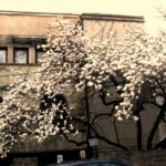 Cea mai frumoasă magnolie