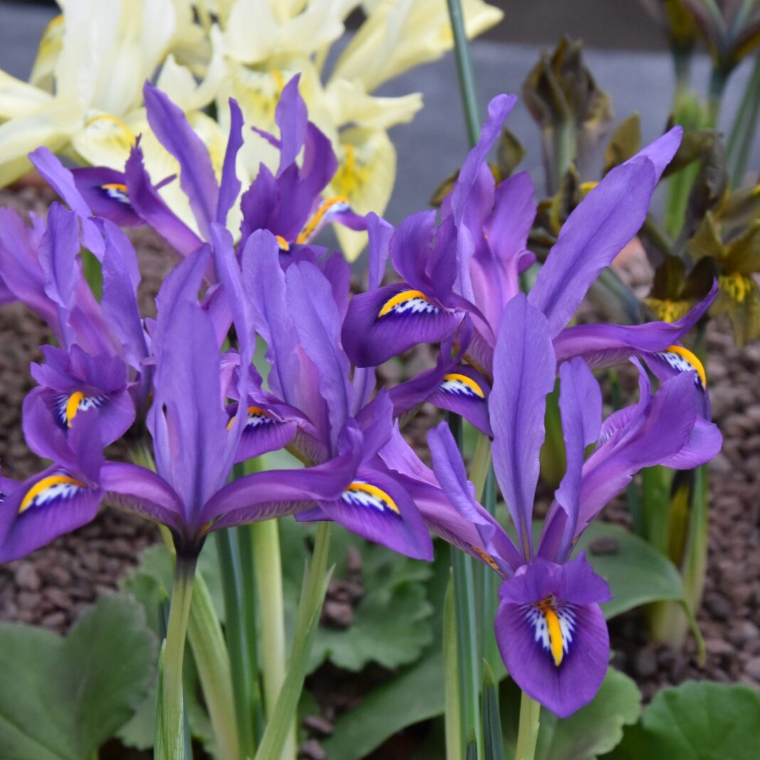 Iris reticulata