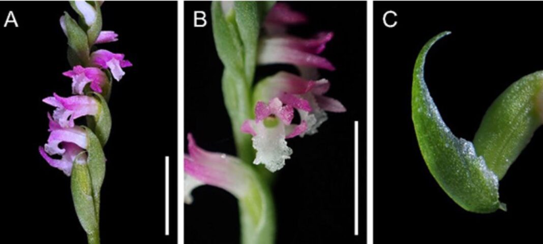 orhidee - Spiranthes hachijoensis