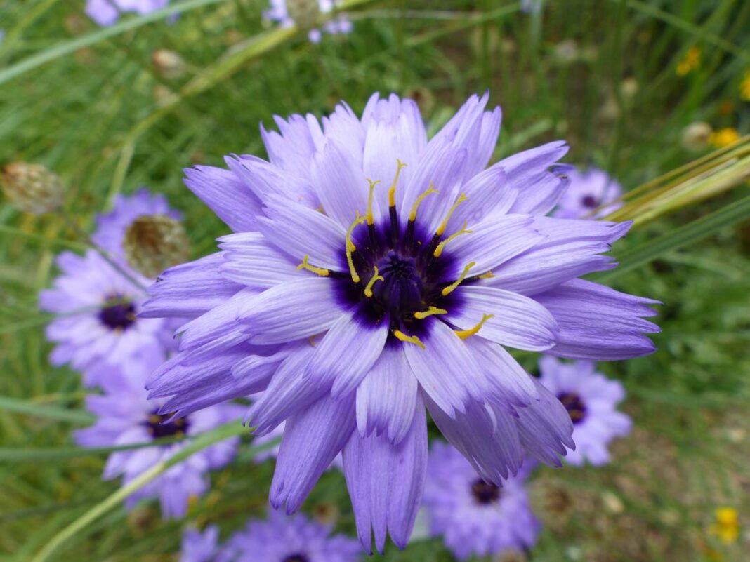 Săgeata lui Cupidon, floarea albastră din poţiunile de iubire