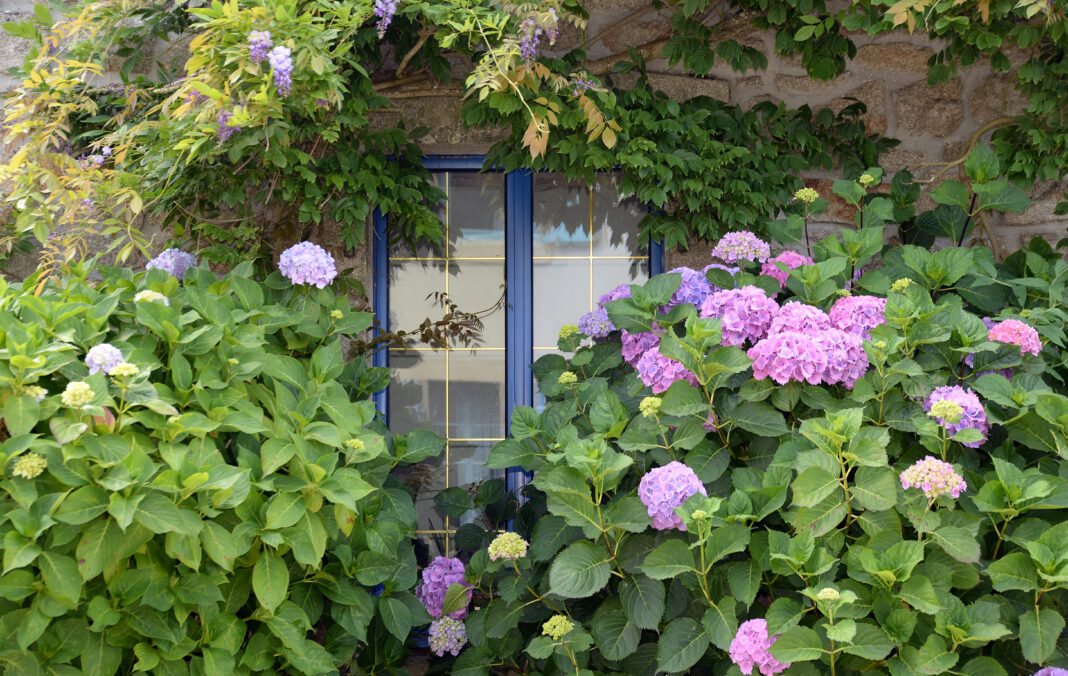 Care este cea mai bună perioadă pentru a planta hortensii în grădină