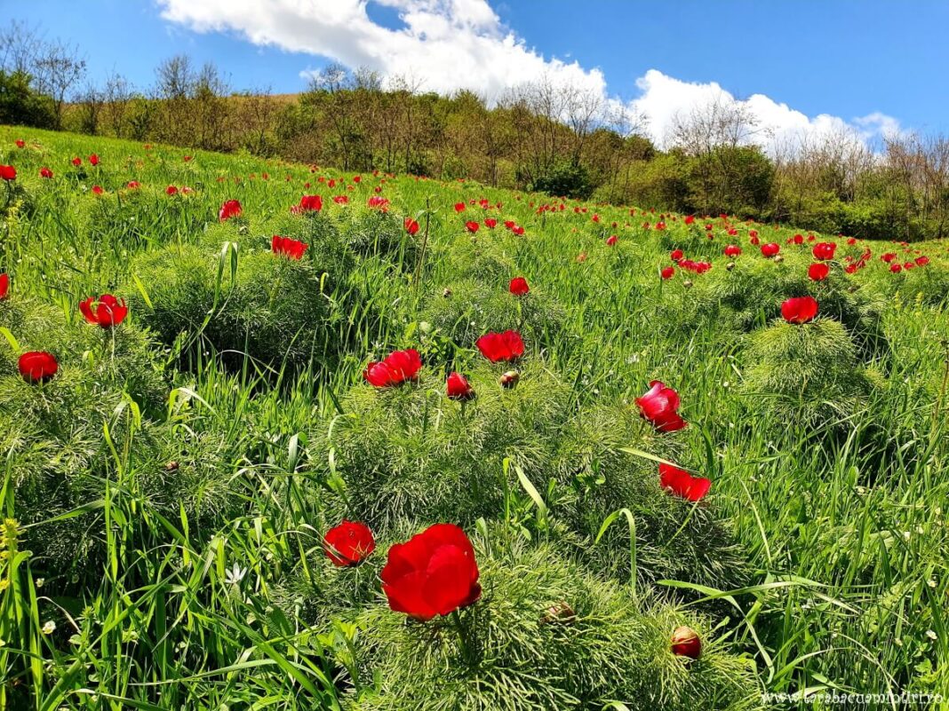 Rezervatia-Naturala-Bujorul-de-Stepa-Zau-de-Campie