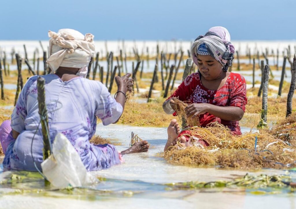 biodiversitate Ocean Africa