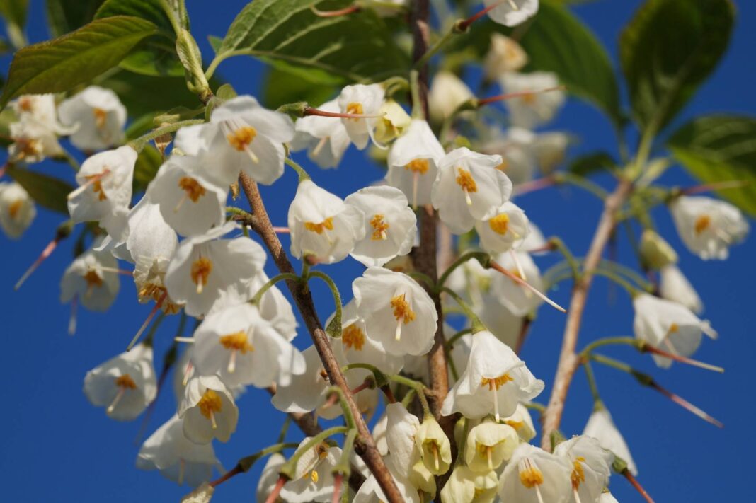 Copacul ghiocel, o plantă care trăiește peste 100 de ani