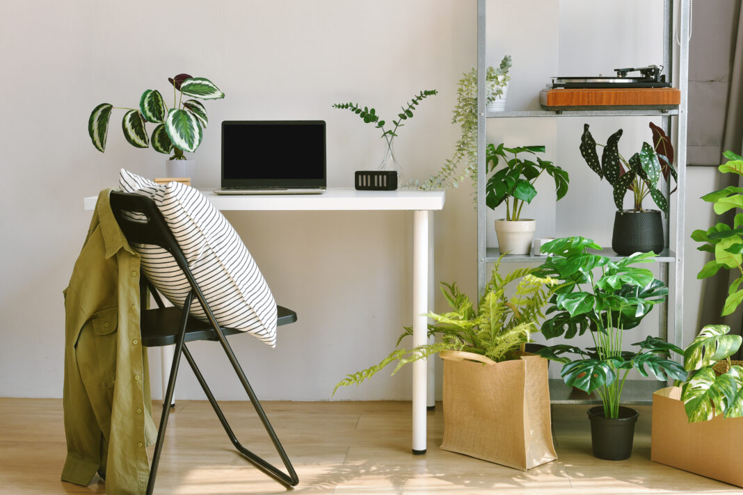 Home office decorate with green nature tree plants, Workspace an