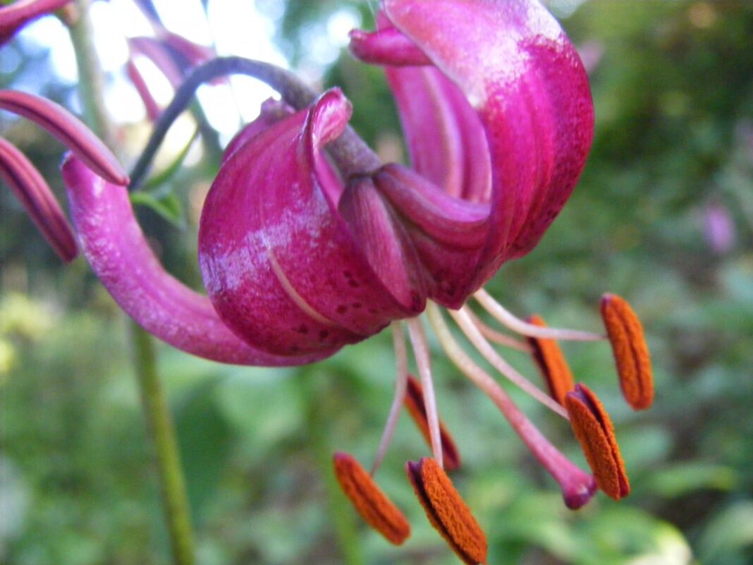 Lilium martagon, crinul turban turcesc