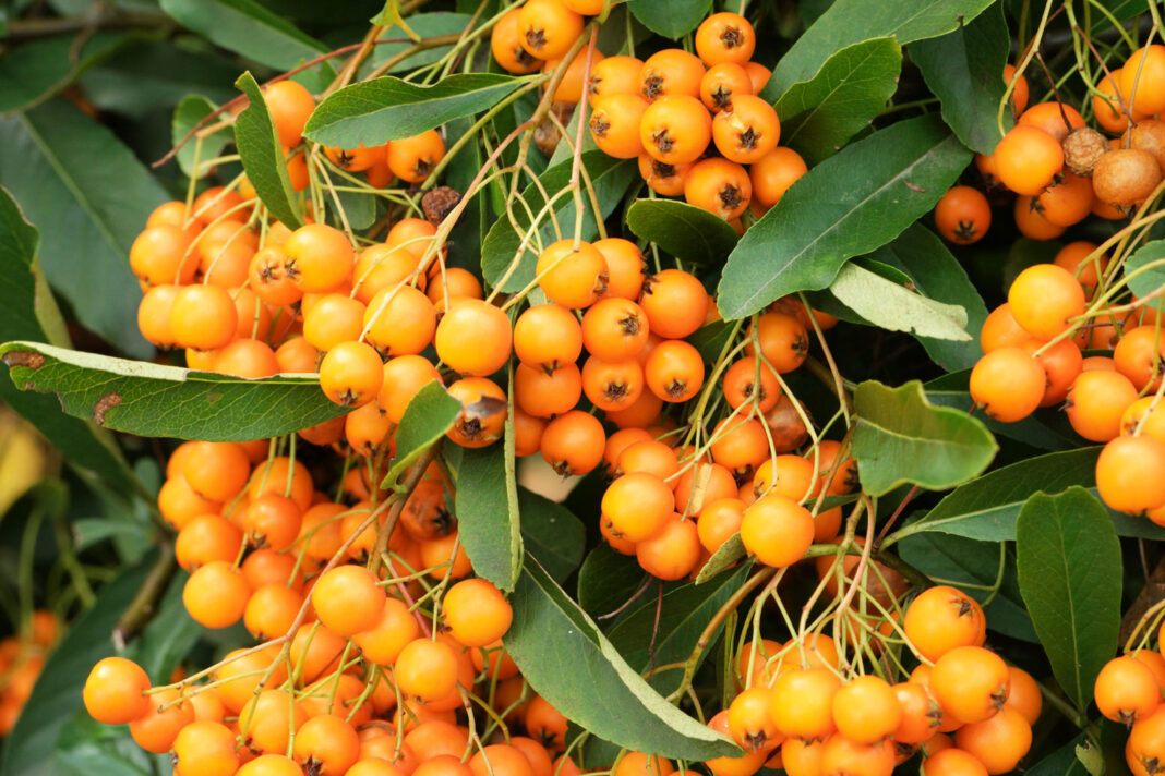 Pyracantha coccinea, o tufă cu fructe portocalii
