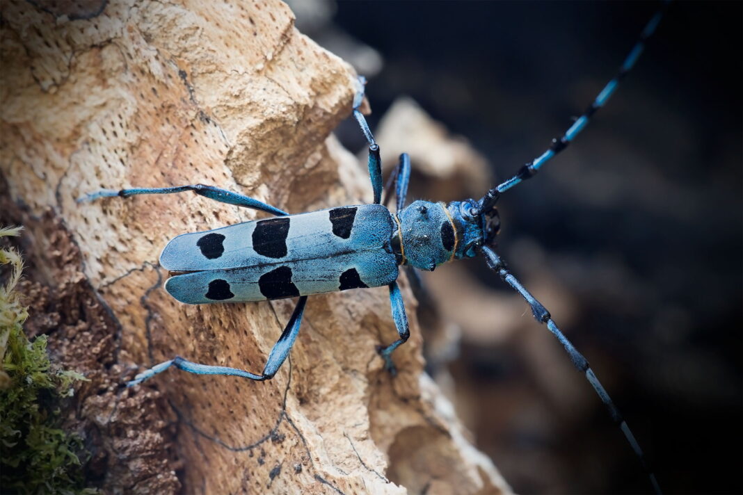 croitorul fagului Rosalia alpina