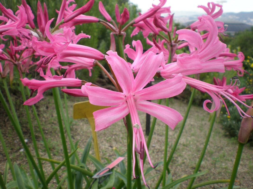 Nerine, planta africană care ȋnflorește toamna