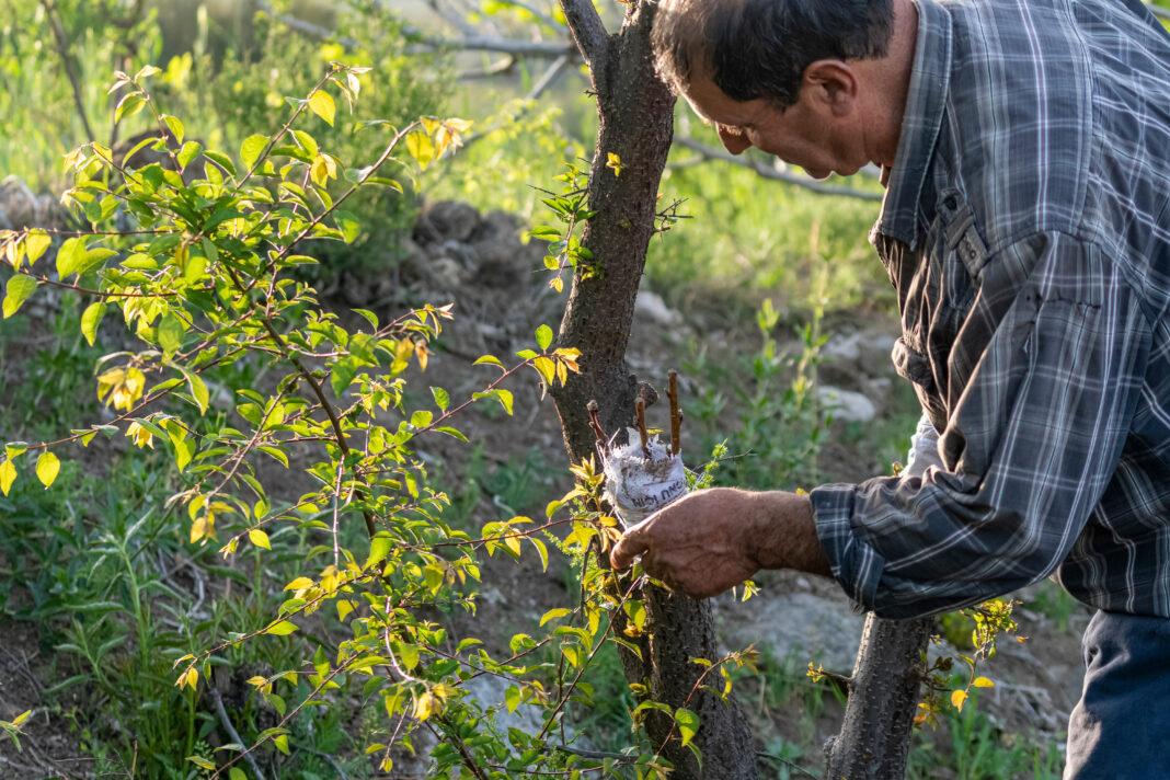 The old man is grafting the fruit tree branch with traditional methods.