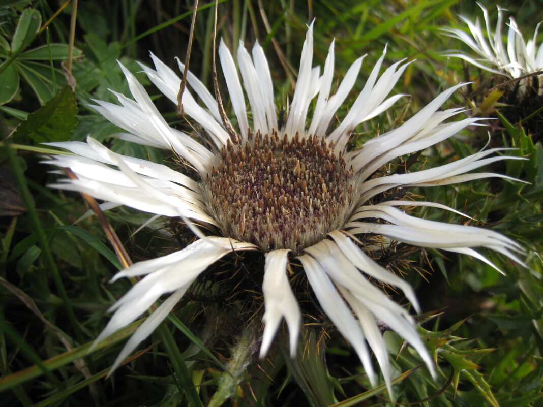 Ciulinele de argint sau ciurul zȃnelor