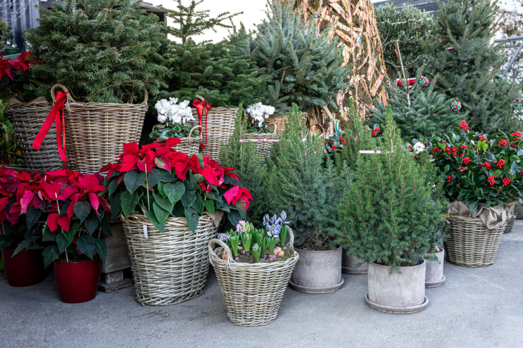 Variery of winter plant decoratinos for home garden such as picea in pots, different Christmas trees in baskets, ilex aquifolium or Christmas berry holly tree, red poinsettia Christmas flower potted.