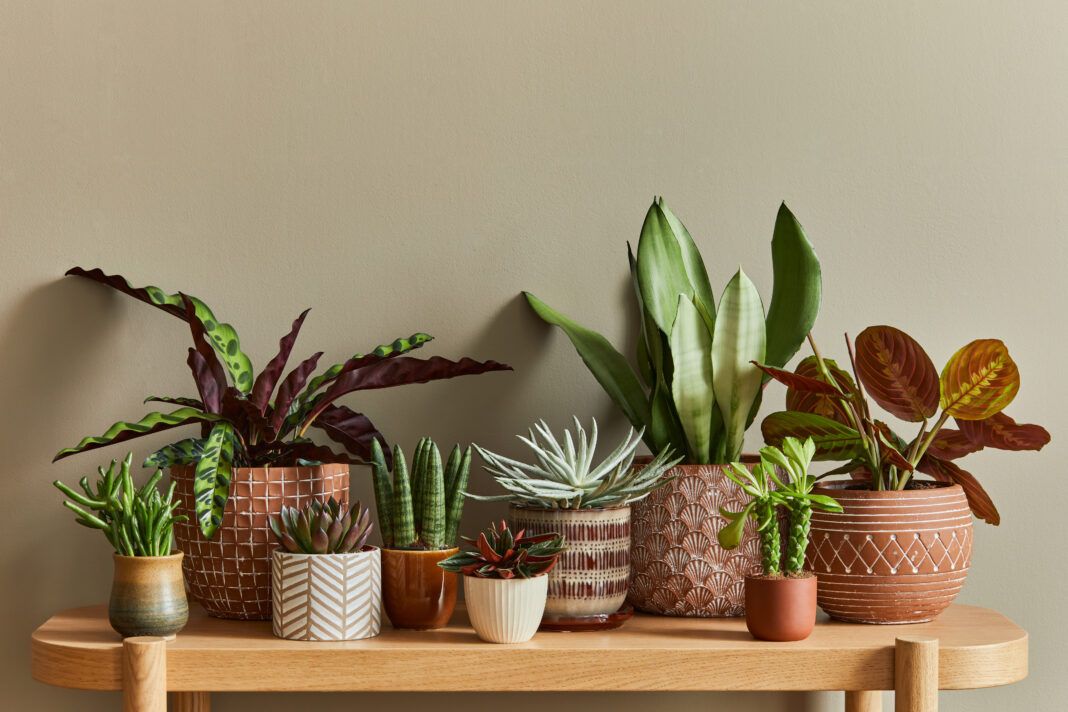 Stylish composition of home garden interior filled a lot of beau