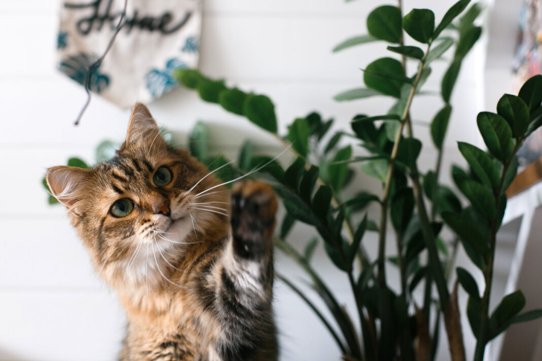 Maine coon playing with paw and looking with funny emotions at zamioculcas leaves. Cute cat sitting under green plant branches on wooden shelf in stylish boho room. Space for text