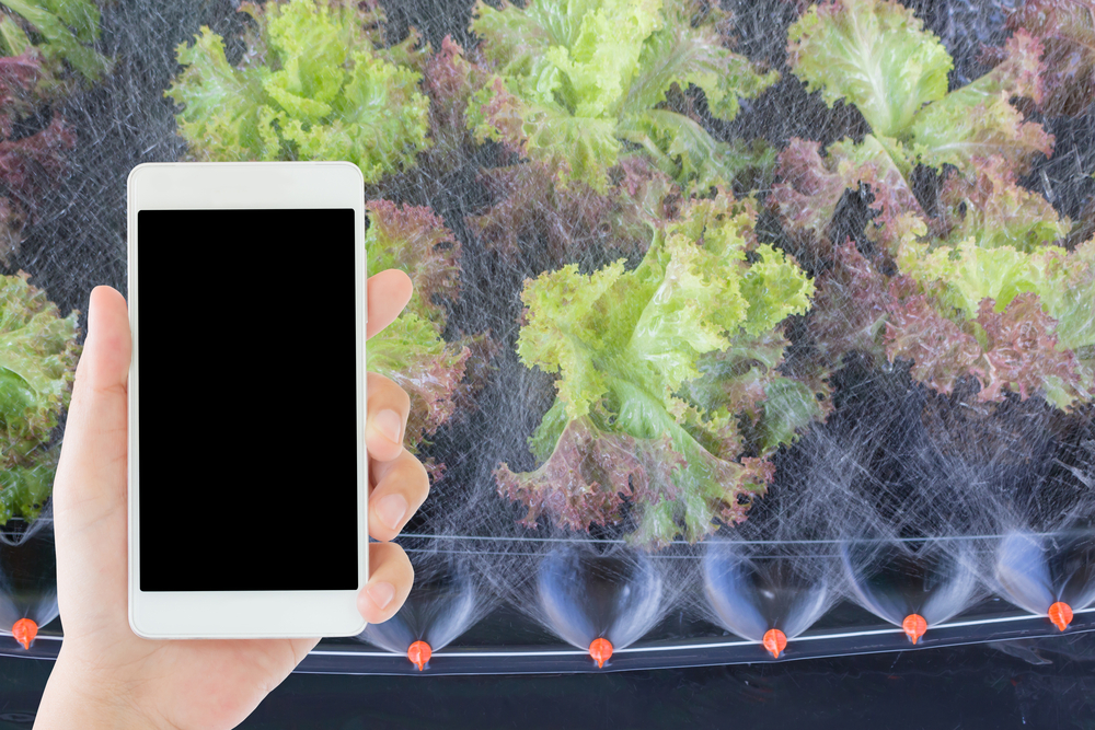 Irigarea inteligentă în sere și solarii: sfaturi și trucuri