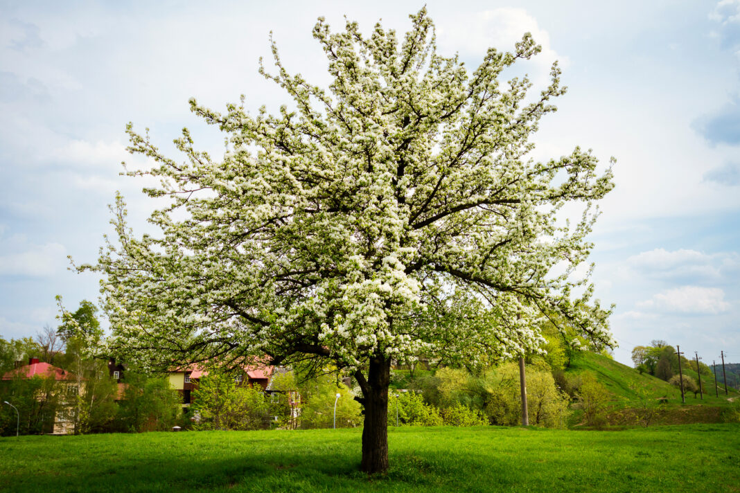Beautiful spring blossoming pear tree