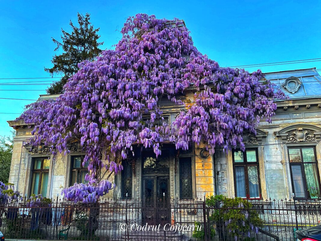 O casă din Ploiești, cu glicină ca-n povești | Galerie Foto