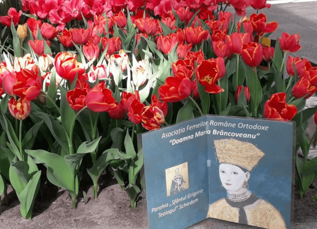 Laleaua Doamna Maria Brâncoveanu recunoscută din 2017