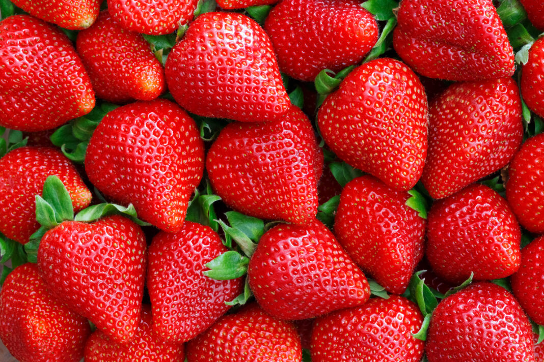 red strawberries background