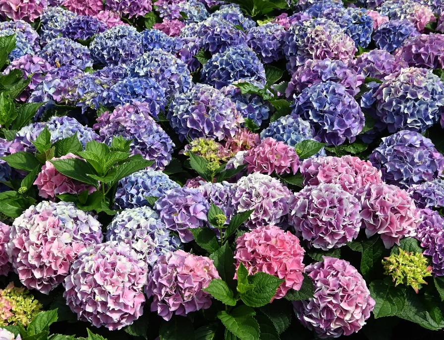 10 flori de plantat în luna iunie