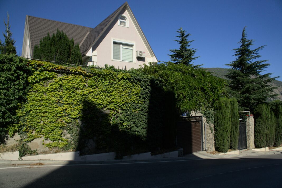 Gard viu din iederă: sfaturi de îngrijire