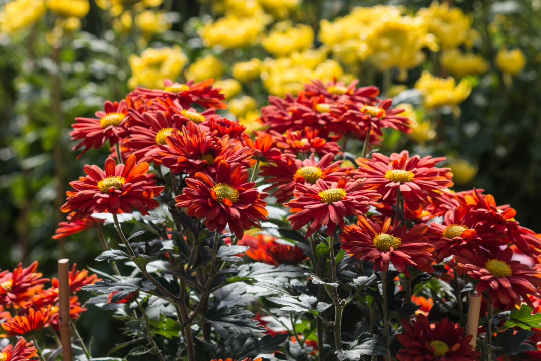 red and yellow chrysanthemums
