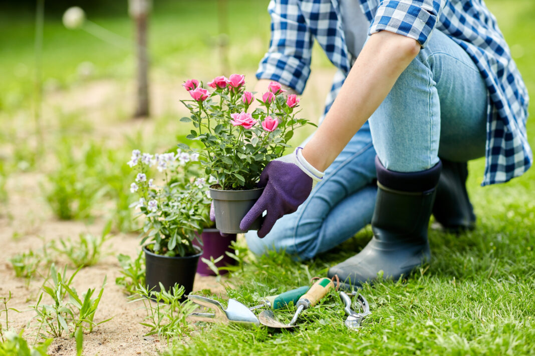 woman planting rose flowers at summer garden