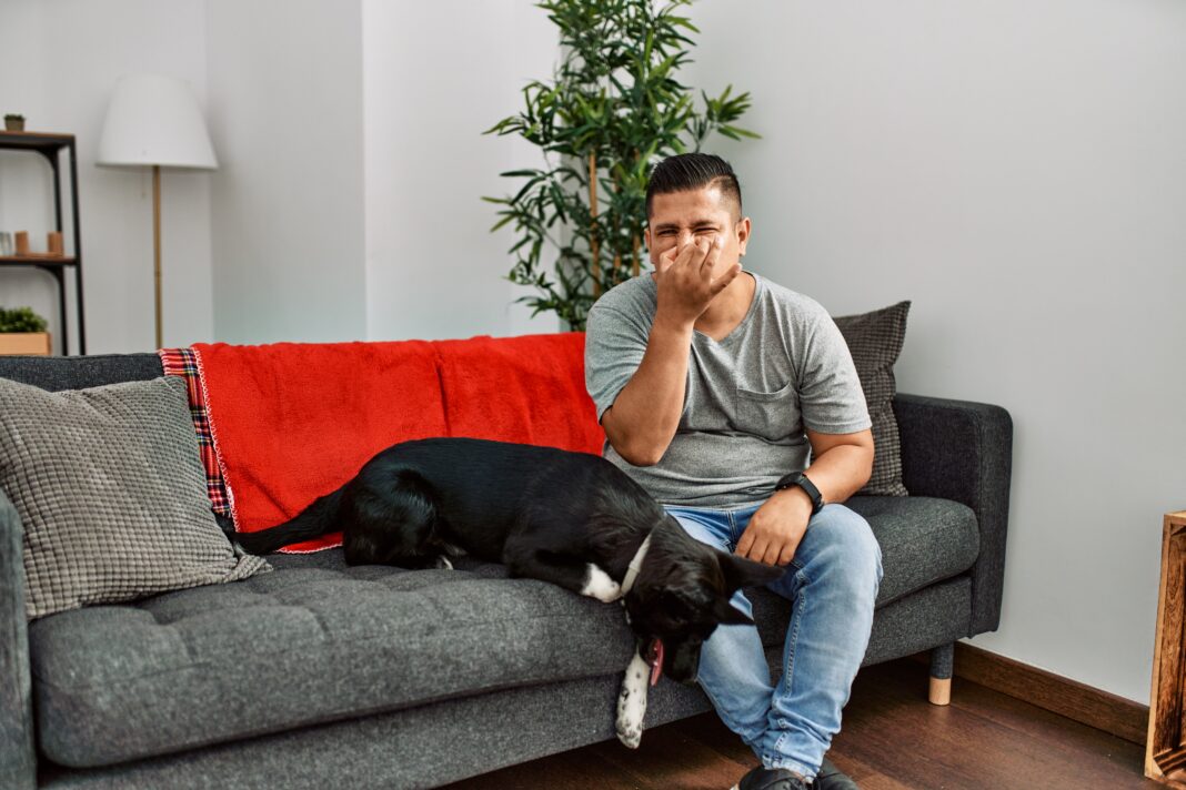 Young latin man and dog sitting on the sofa at home smelling something stinky and disgusting, intolerable smell, holding breath with fingers on nose. bad smell