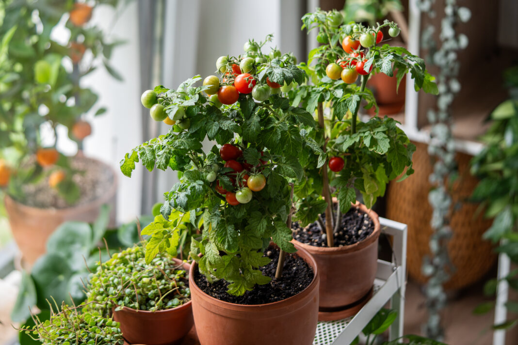 Fresh juicy potted cherry tomatoes on windowsill. Eco friendly living, sustainable orgnic food
