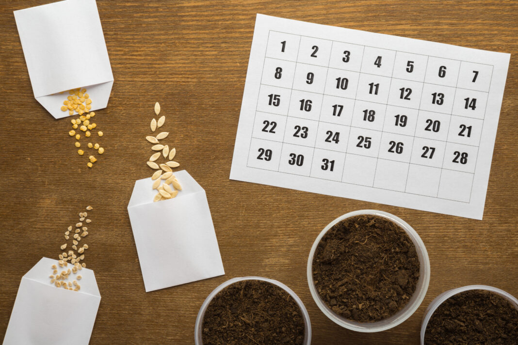 Opened white paper packs of dry seeds, calendar and full pots of fresh soil on wooden table background. Time for planting vegetables. Preparation for garden season in early spring. Top down view.