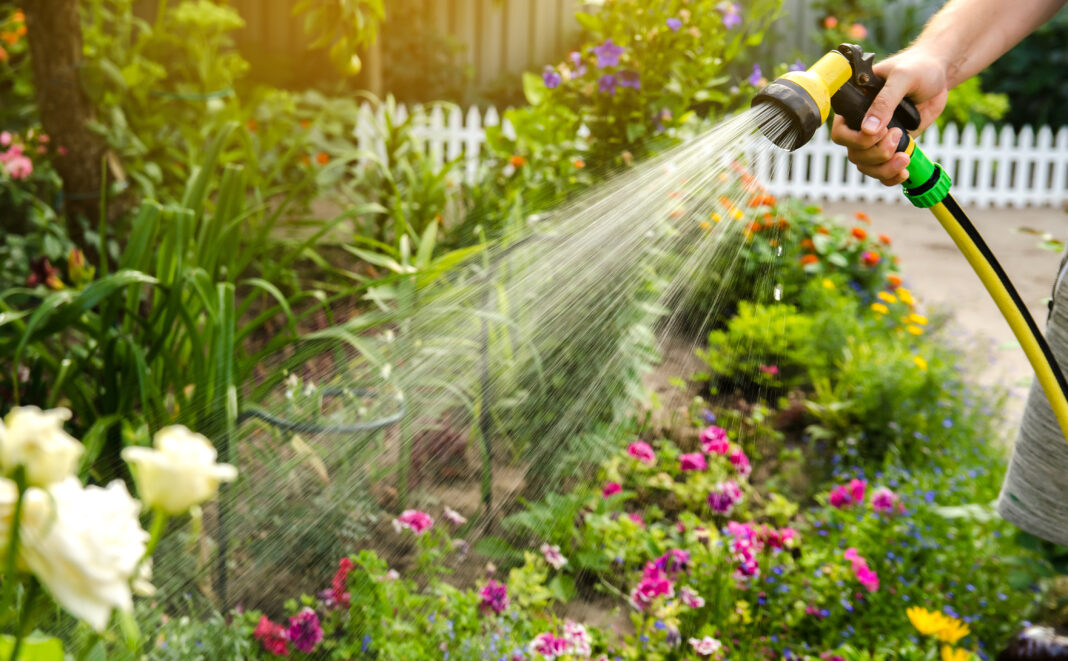 A gardener with a watering hose and a sprayer water the flowers in the garden on a summer sunny day. Sprinkler hose for irrigation plants. Gardening, growing and flower care concept. Selective focus