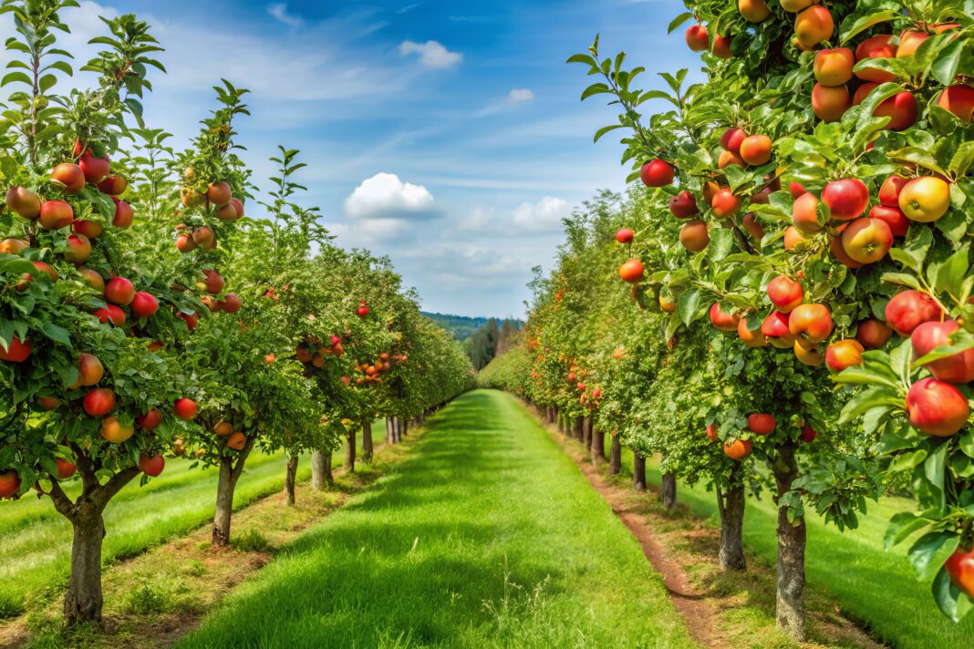 Dwarf fruit trees stand tall in rows, laden with clusters of juicy, ripe fruit that glisten in the