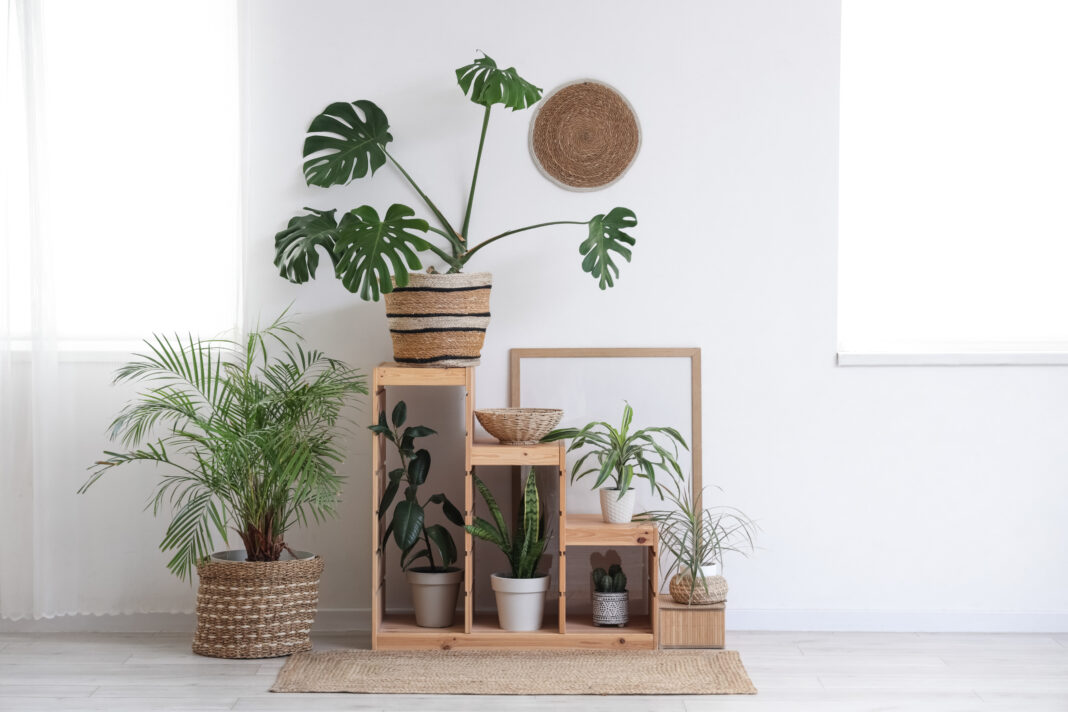 Shelf unit with green plants near light wall in room