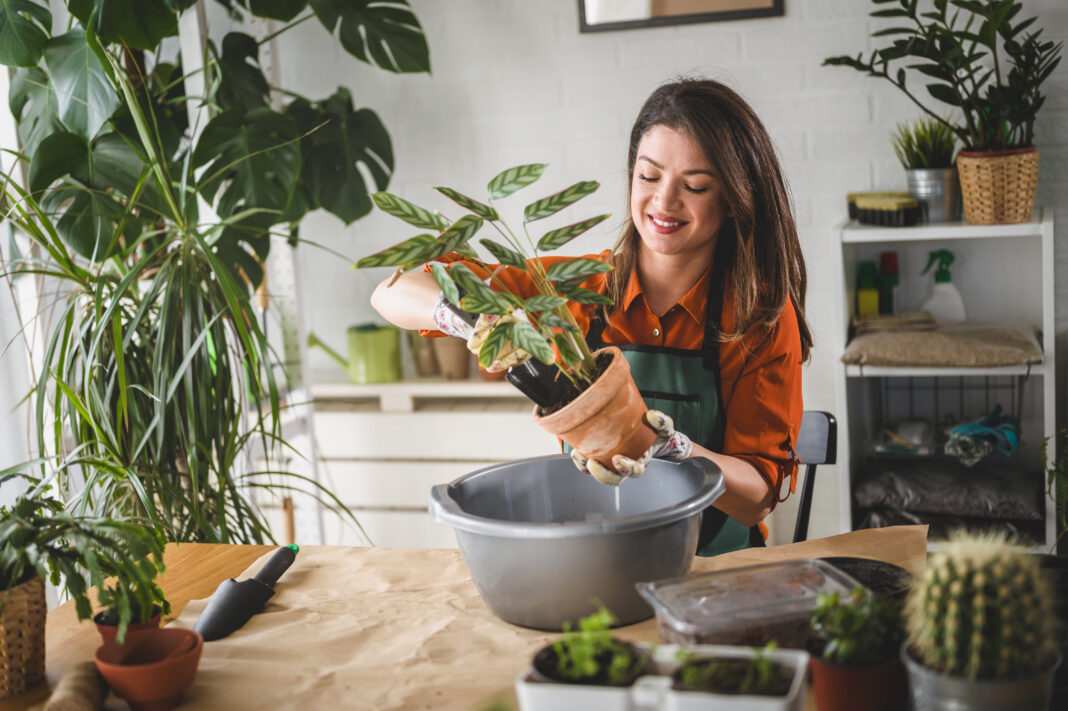 Young woman potting a plant at home. Engaging leisure activities. Indoor gardening.