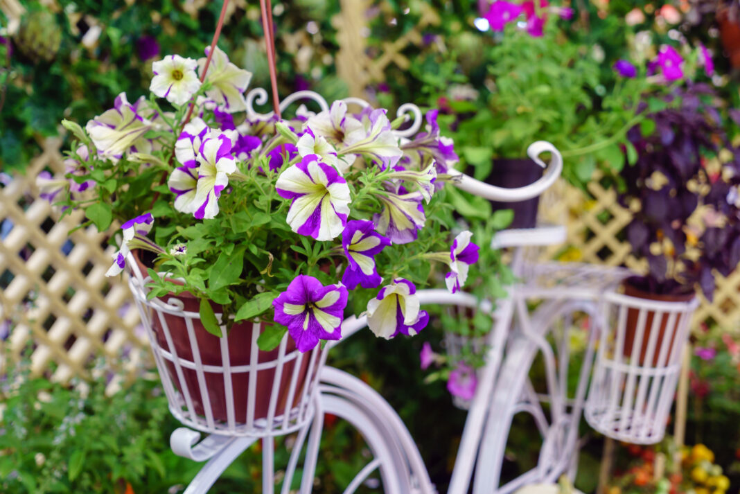 Înflorește-ți grădina cu cele mai frumoase flori de primăvară! Alege plante colorate și parfumate pentru un decor de vis