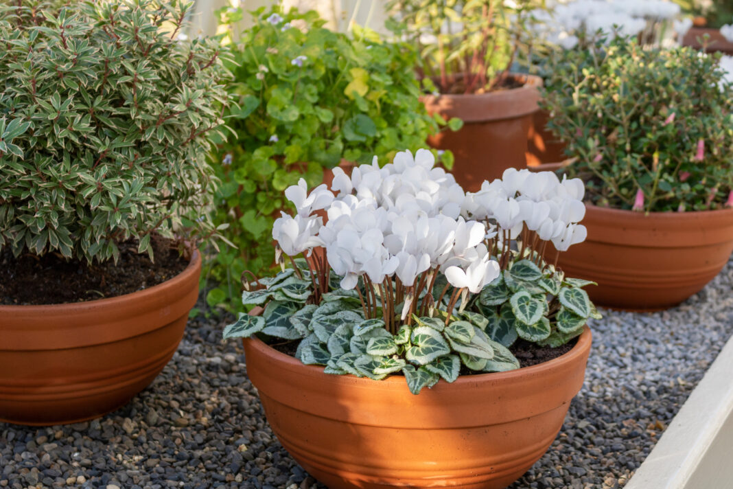 White cyclamen in a flower pot