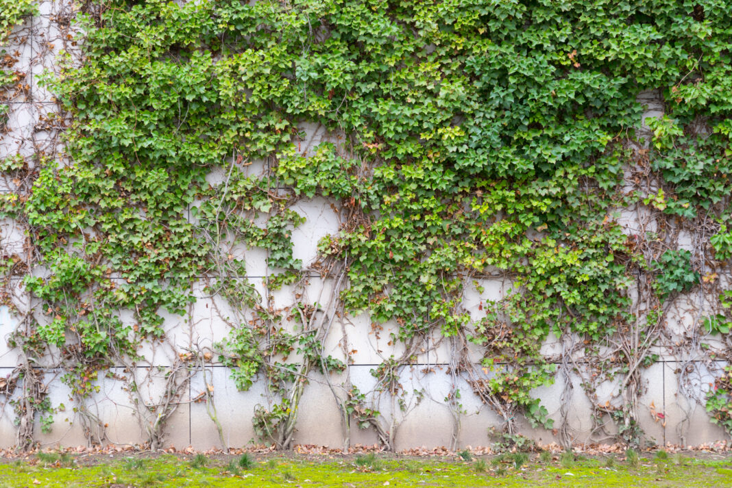 Climbing plant, creeper or ivy climb on concrete wall