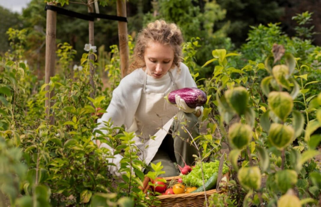 Unelte moderne pentru o grădină eficientă: cum îți ușurezi munca în curtea casei