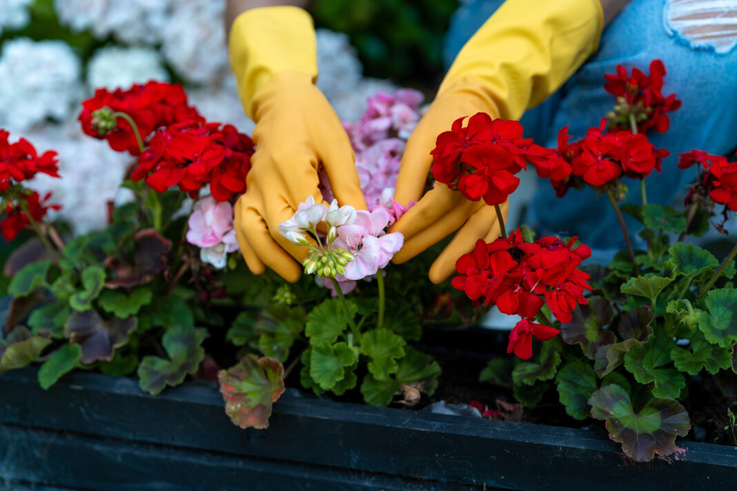 Mușcatele: ghid complet de îngrijire și înflorire abundentă