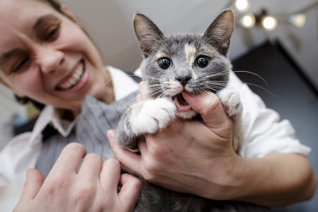 funny angry kitty biting the finger of a woman who screams and winces in pain