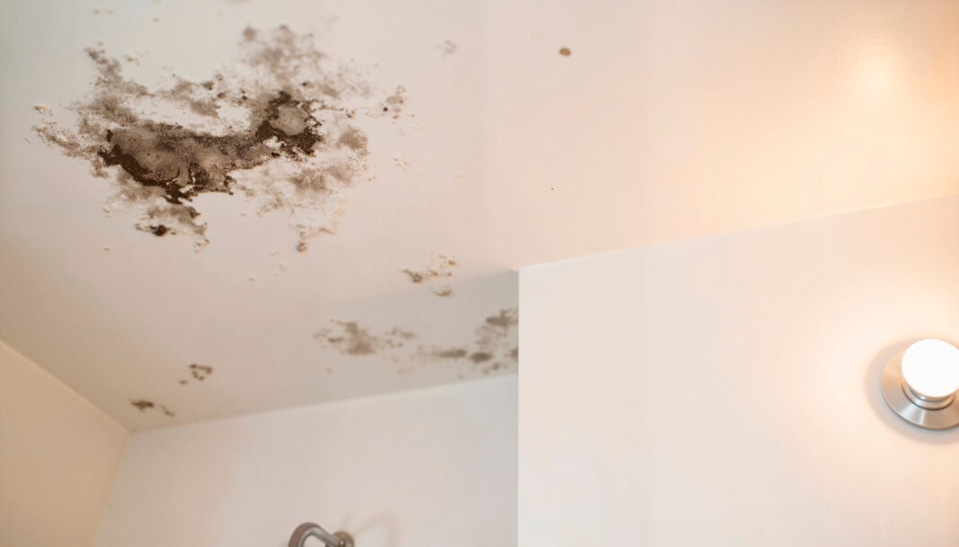 Cum scapi de igrasie: soluții eficiente pentru sănătate și confortul casei tale