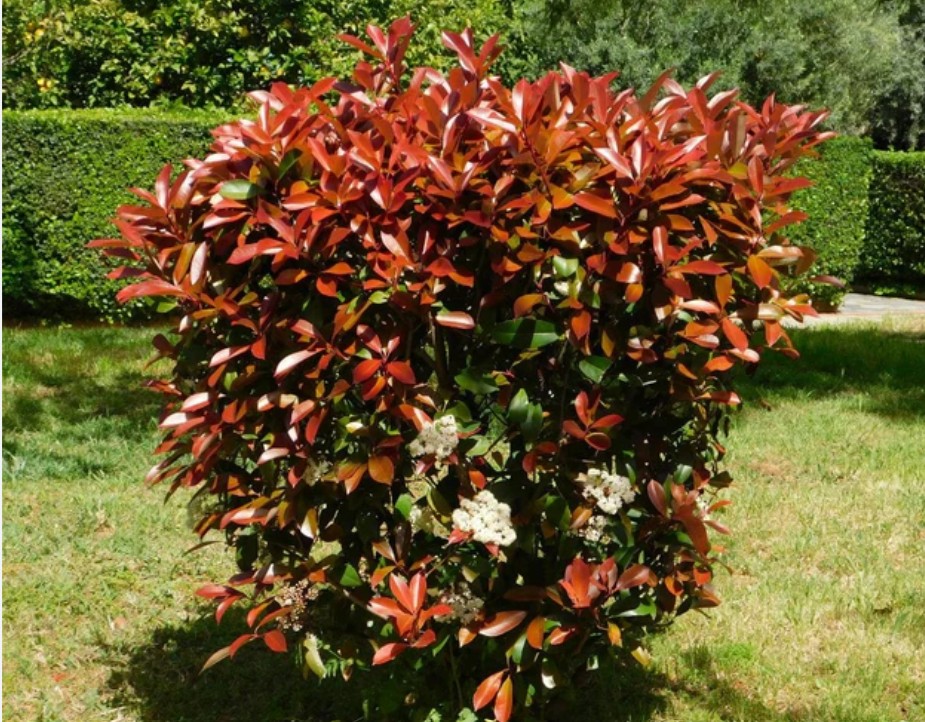 Photinia Red Robin