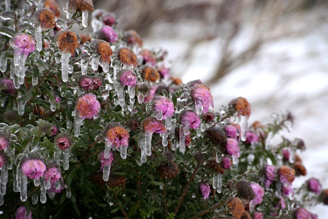 Plante potrivite pentru grădină iarna: cum să ai o oază verde și colorată