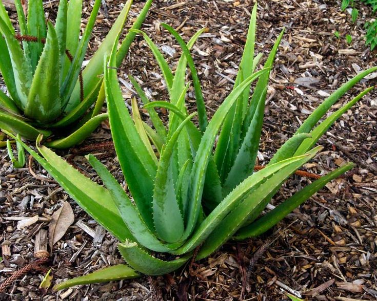 Aloe vera în curte, în România: se poate planta afară și cum o îngrijești corect? Ghid complet pentru grădinari Aloe vera în curte, în România: se poate planta afară și cum o îngrijești corect? Ghid complet pentru grădinari